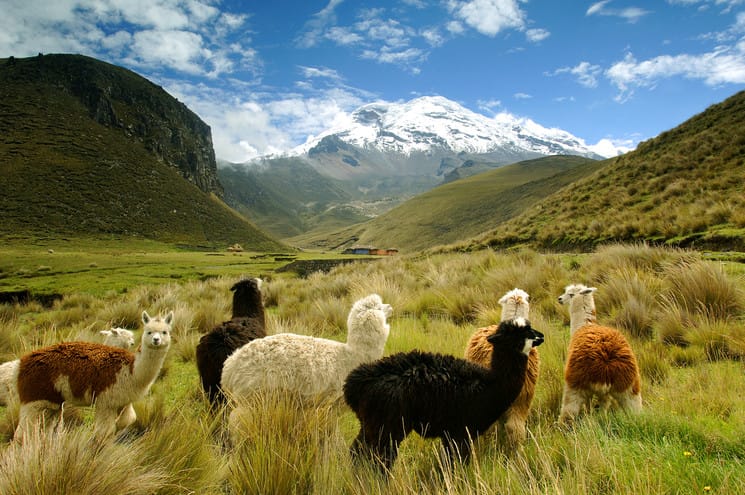 The landscape surrounding the Chimborazo, the highest volcano and mountain of Ecuador. Ecuador South-America’s best kept secret